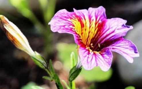  「来跟大家」一种“混色花”养家中，花开有“10色”，花朵像喇叭，一开大半年