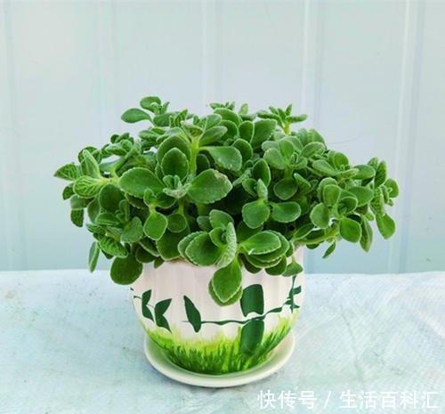  『养护的时』房子再小也要养盆“它”，摘片叶子砸一砸，驱蚊子效果一极棒