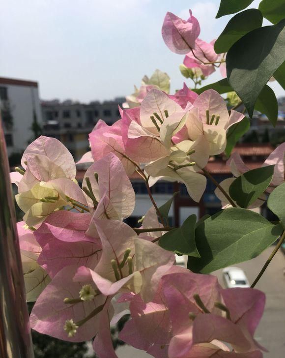  三角梅：见过“三花聚顶”吗，三角梅的枝头，掐一掐一变三，瞬间开满盆