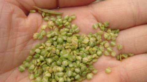  「殊不知」乡下一种恶性杂草，很多人拿它饲料，殊不知能酿好酒