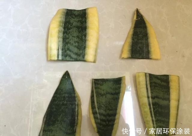 #长寿花#养花技巧:这5种花不用买了,蹭掉的叶子塞盆里,立马又冒一大盆