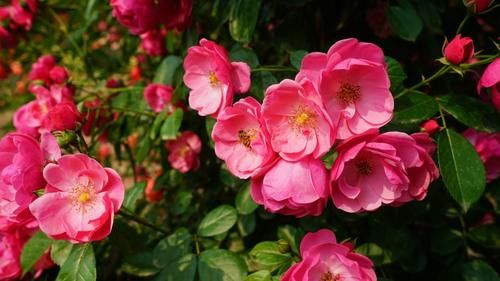  「四季花海」安排！英山这片花海五一花开正好，绝不能错过