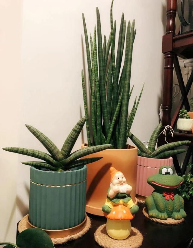  『水泥花盆』客厅养盆镇宅花，除异味、保家宅，越养家越旺！
