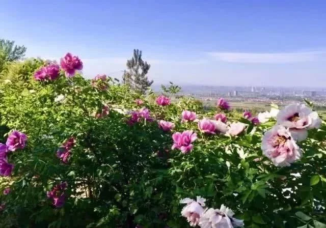 阳春三月,群芳争艳!来看西安这些“花花世界”的最佳踏春赏花指南