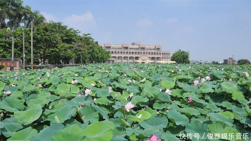  白莲■农村的水里长着一种庄稼，它的果实是莲花的宝藏，每公斤3