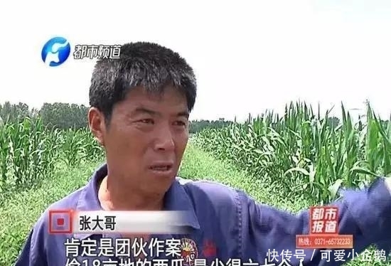 18亩的西瓜一夜之间“不翼而飞”, 一家人快哭死了