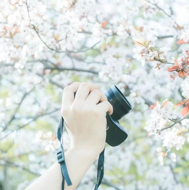 这7个火车高铁直达的赏樱圣地，将撑起整个中国的颜值！