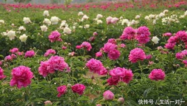 安陆大唐田园有哪些花卉种植？安陆大唐田园有什么花？