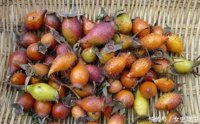  收购■说好的8元一斤，大量种植以后却没人要，全都用来泡酒？