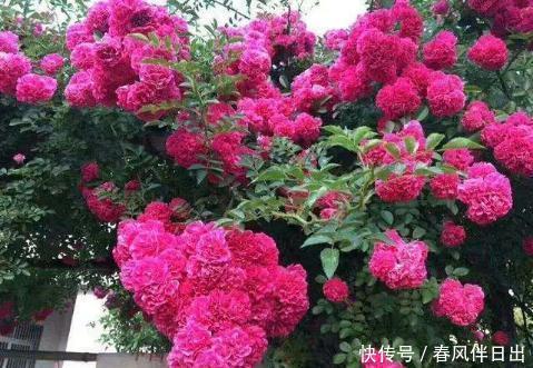 家里■家里养这种花太赚了,全年开花200多天,还能飘香满屋