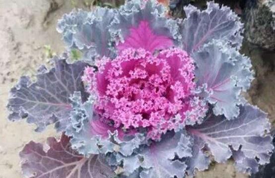 「牡丹」一种“叶牡丹”养家中,既观叶、赏花,又能下锅食用,养了就是赚