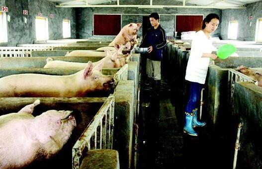 家庭农场模式发展养猪业前景好，具备以下条件您也能养猪