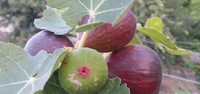  养好|最好养的盆栽水果，集观赏、食用于一身，养好了年年开花结果