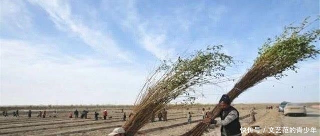  当中：国家在塔克拉玛干沙漠，投资上亿种下胡杨林，如今变成什