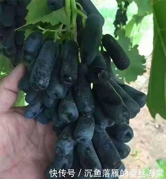 「空地」院子里有空地,此果树要种1棵,插土里就能活,好养似绿萝