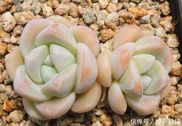 光照:爱养植物却总是忘记浇水,那就养多肉吧,一个月不浇水还好好活着