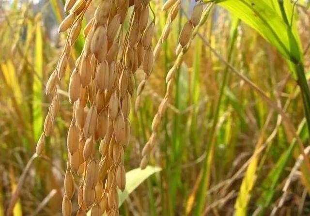  熟化：钓鱼时用熟饵效果好，还是生饵效果好