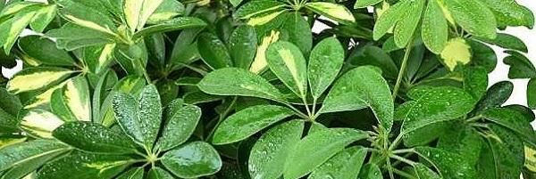 『生长就』发财树不长新叶子是怎么回事 可能是这几个原因
