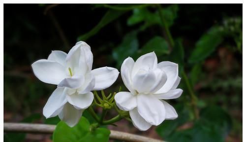  #很漂亮#3种花养在阳台上，不仅开花很漂亮，而且还能吃，谁养谁喜欢