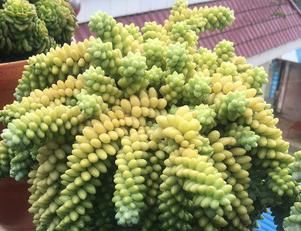  「都是可以」室内养多肉植物怎么养出好状态?