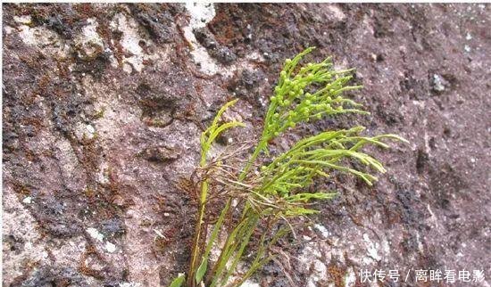 【蕨类植物】蕨类植物|松叶蕨是不是濒危物种如何栽培养护