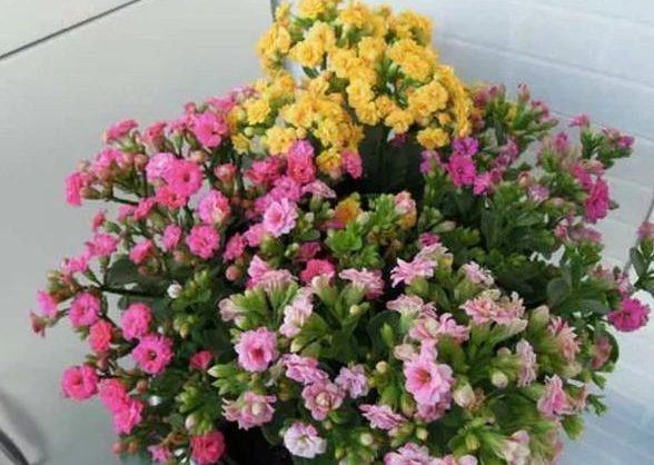  『长寿花』再便宜也别买,用这4个小方法,轻松养出10盆花!