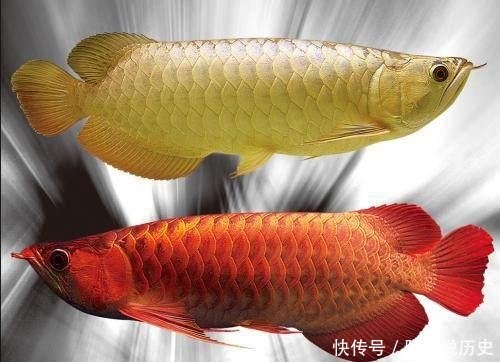  [男子]买回一条金龙鱼，却不肯进食，男子掰开鱼嘴后，揭开了谜底真相