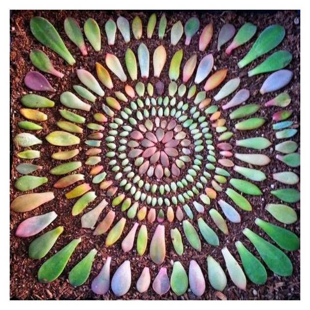  【易学】还在花钱买多肉？教你一盆变N盆，新手易学