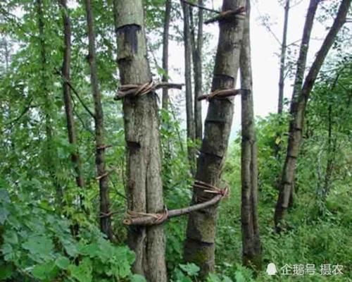  对漆树■碰不得摸不得，过去农民遇到就砍掉，如今树汁一斤300元