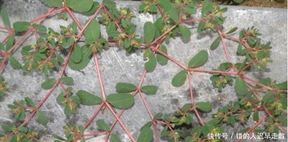 农村山上的这种草，是农村的药王，能治百病，见了一定要带回！