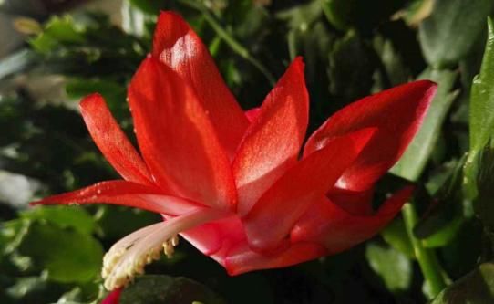 好运■5款适合“室内”的花卉，寓意“招财进宝”，花开富贵招好运
