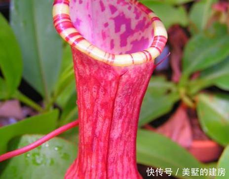  【轻松】这3种花天生就是蚊子的克星！夏天放几盆轻松度夏，一觉到天亮