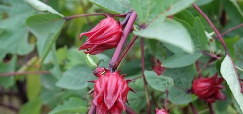  魔性：好魔性的植物，名字叫“红桃k”，养上一盆，开花好看又能泡茶喝