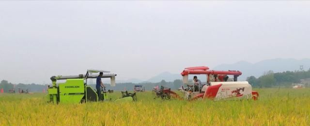 村干部紧急通知，农村3种作物已被国家禁止种植，不知情会被严惩