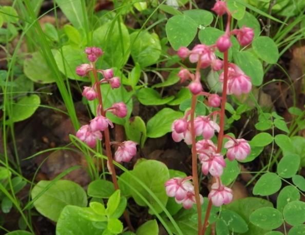  「茶叶」这种野草，俗称“破血丹”，是人们喜爱的茶叶，价值珍