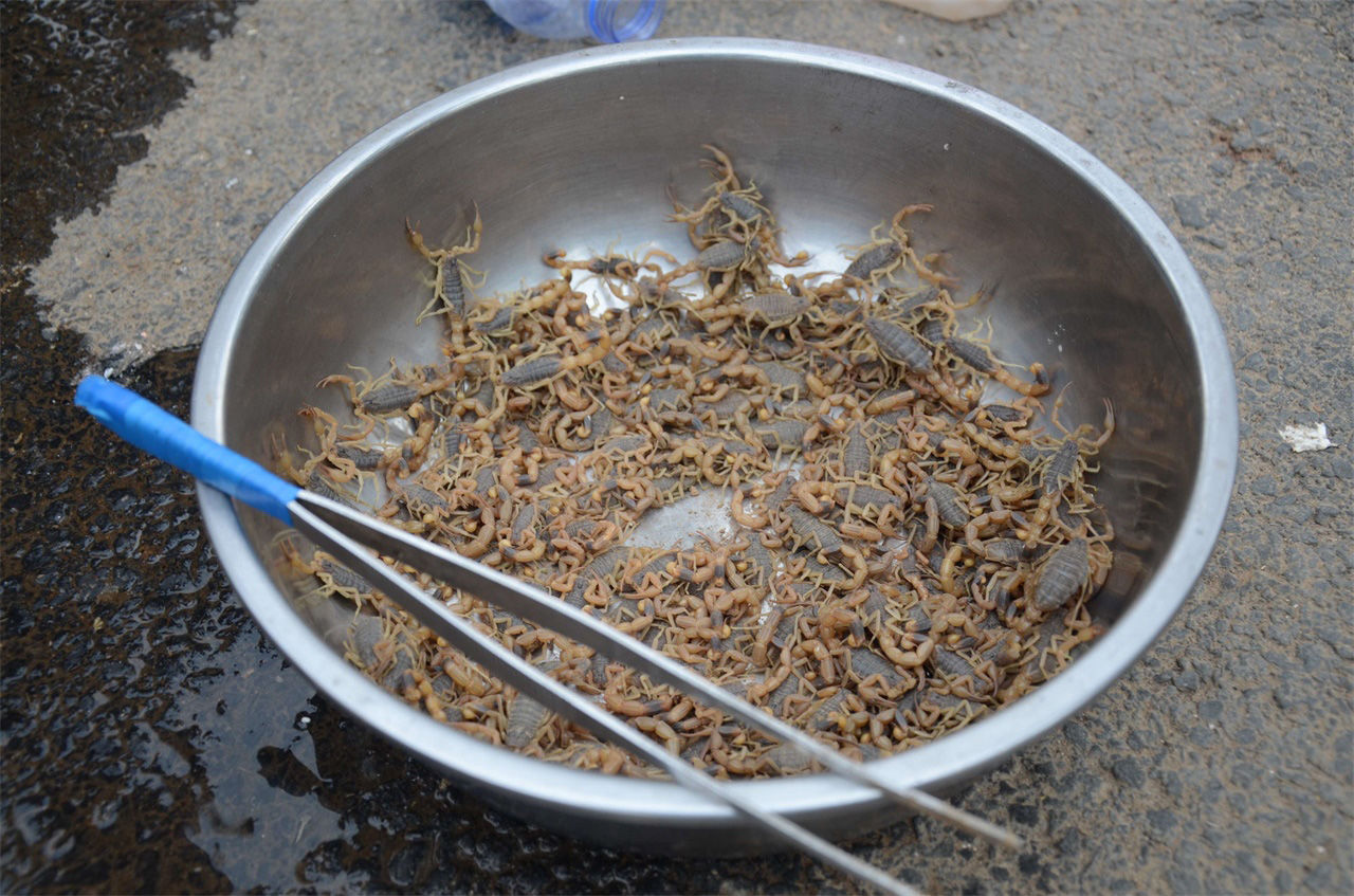 河南农民大叔集市上卖知了猴，一个六毛多钱，一天能卖五千个