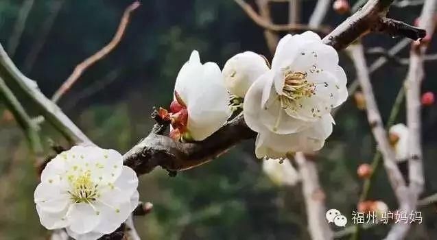 梅花开了!福州赏梅地图新鲜出炉，现在就去!