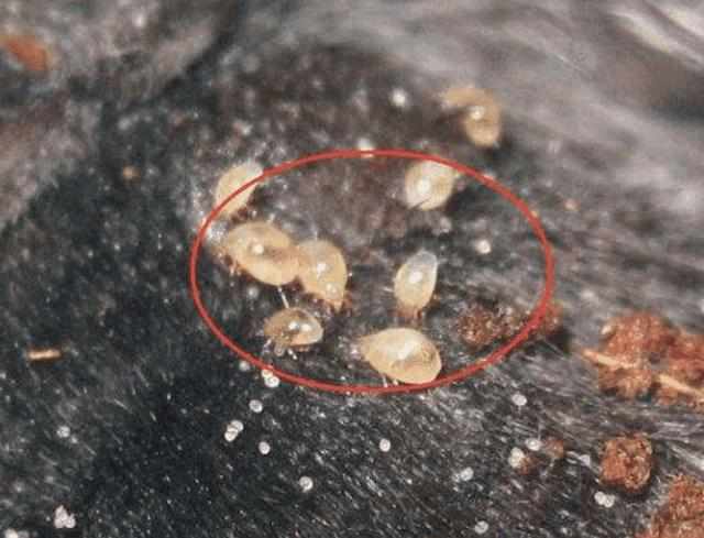 螨虫“聚积”毛孔，脸上4个部位会说话，3方法自测揪出