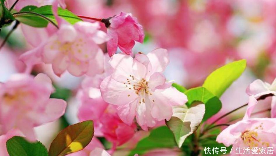  『芹叶牡丹』5月养花，首选4种花，花期长、颜值高，晒晒太阳开花一茬又一茬！