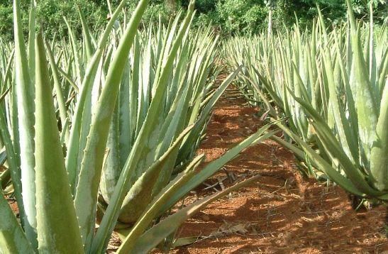  「旺盛」这“3种”绿植最讨厌“喝水”，30多天不浇水，反倒越长越旺盛！