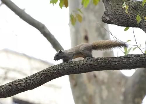 去公园的去公园