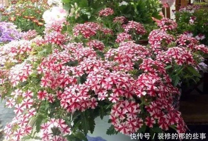 试试:养花试试这几款,花开繁盛花香怡人,花色繁多易爆盆,娇艳欲滴