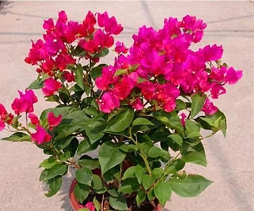  『植株』三角梅不晒太阳能开花吗？