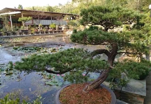 盆景大师都爱玩，山松会否成为下一个热点？