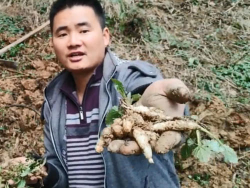 农村这种野草真稀罕，看起来像薄荷，但一挖下面还藏着“冬虫草”