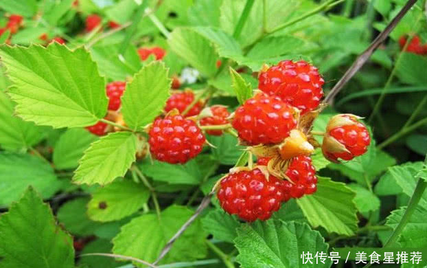 农村童年山上的这种野果子零食，看了真让人怀，你们有吃过没