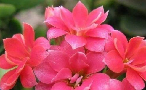  春天@这几款盆栽花卉，最合适春天养，不黄叶长势旺，浇点水就爆盆