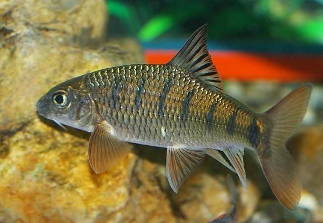 80年代之前，人们都靠野菜充饥，为什么不去捕捉河流里的鱼？