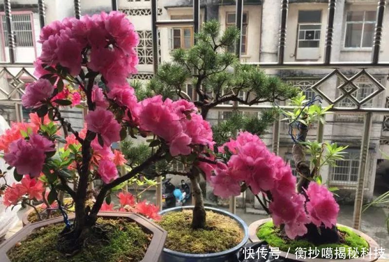  小妙■养花小妙招，花开爆满盆