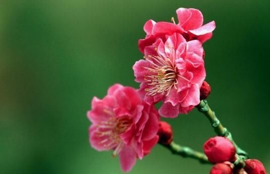  花朵|夏季养梅花，盆里多放“它”，花朵红又大，花开一串又一串